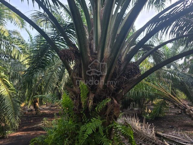 Pontian Parit Haji Elia Ayer Baloi 3.57acres Agricultural Land 1