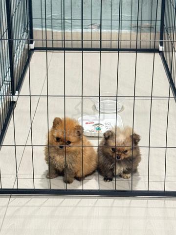 Pomeranian - photo 2 of 3