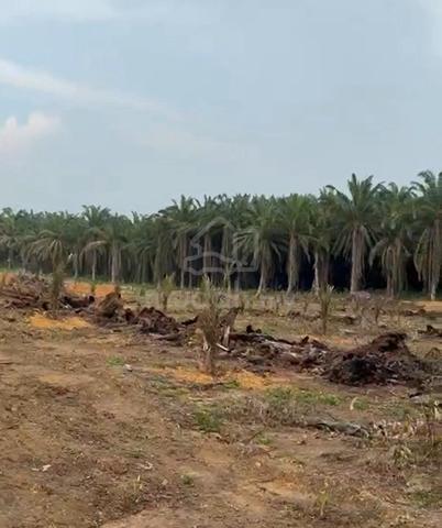 (14.5 ACRES OOIL PALM LAND) at Sungai Kob, Karangan, Kedah 1