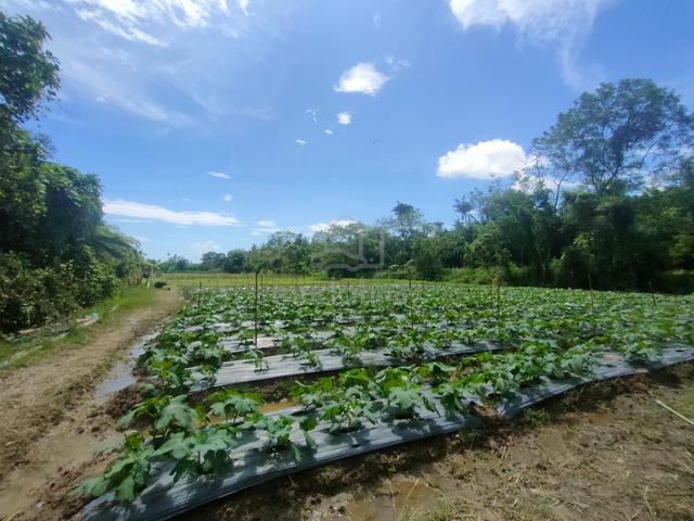 Bungalow Lot Kampung Titi Teras Jalan Baru With Road Access 1