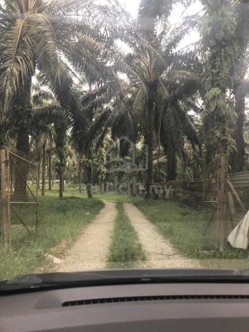 JAWI Oil Palm Land for sale 1
