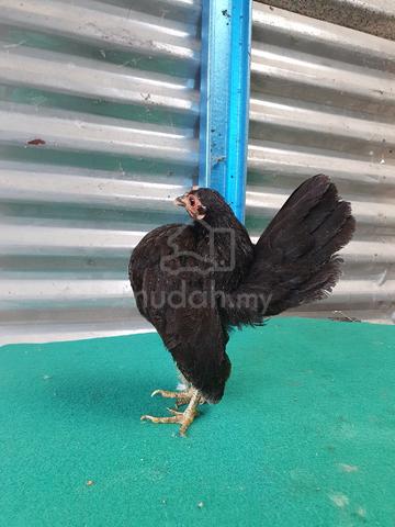 serama sepasang - photo 3 of 4