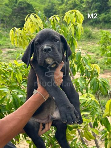 Cane Corso Myanmar Bloodline Puppy - Pets for sale in Taiping, Perak