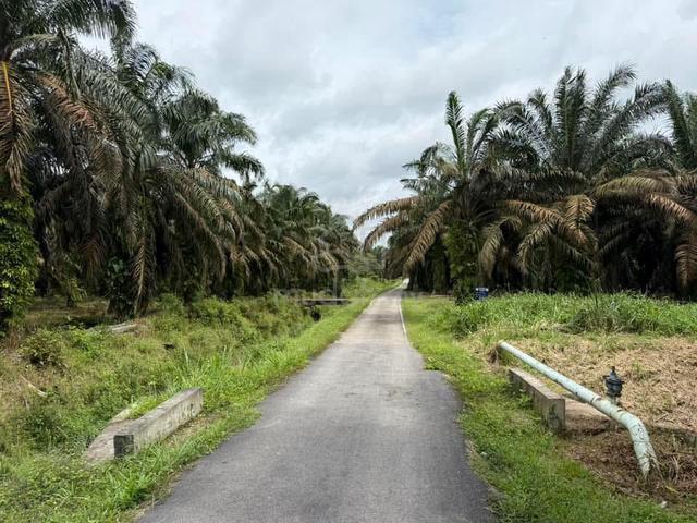 Simpang Renggam 5 Acre Agriculture Land Infrastructure Ready 250k/Acre 3