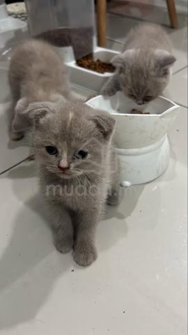 Carousel Image