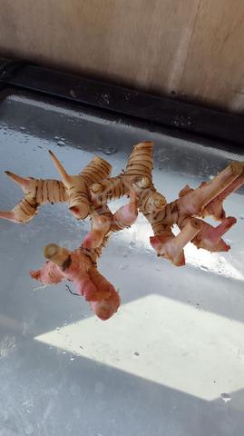 Carousel Image