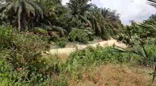 Tanah cantek 1