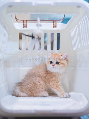 Carousel Image Selected