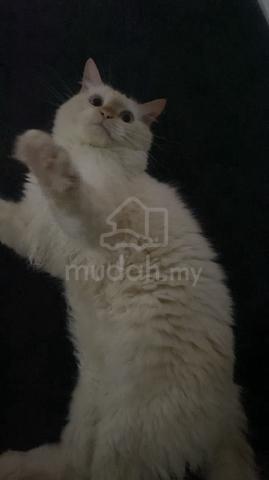 Carousel Image