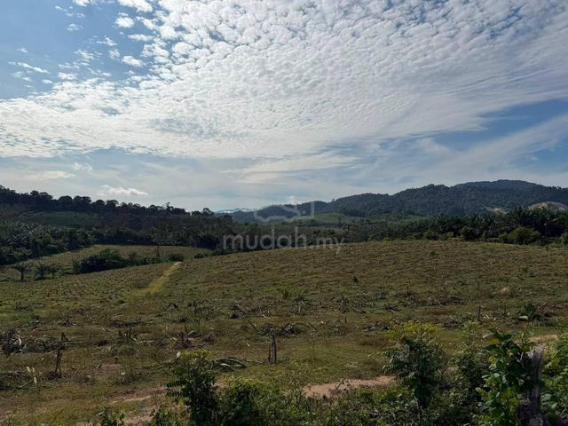 Jasin Jus Freehold Vacant Agri Land Property Road Water Electricity✅ 1