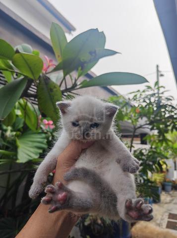British shorthair - photo 4 of 6