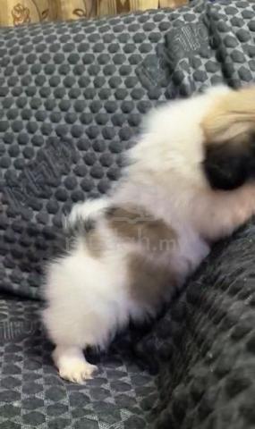 Pekingese Puppies male female - photo 3 of 6