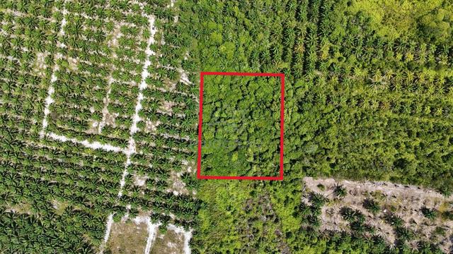 TANAH KEBUN 2 Ekar di Penyabung, Mersing, Johor [PALING MURAH] 1