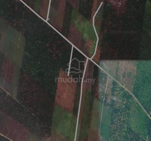 Tanah Pertanian Berbaloi Kayu Ara Pasong Pontian Johor 1