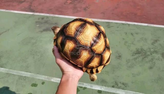 Carousel Image