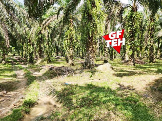 10.263 acre Agricultural land | Selama | Perak b 1