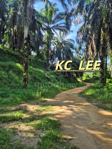 24.937 Acres Agricultural Land For SALE @ Hulu Ijok , Selama , Perak 1