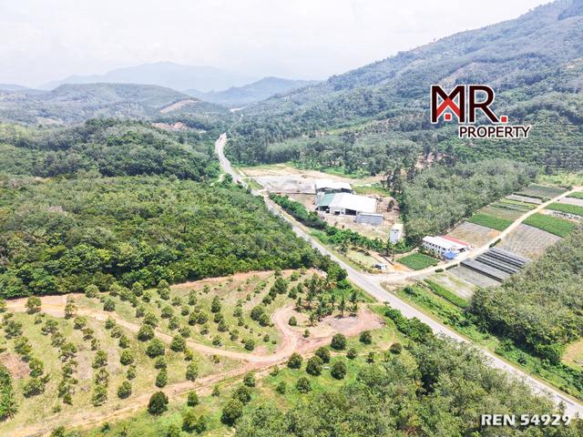 EASY ACCESS Durian Farm Kuala Kangsar FOR SALE 1