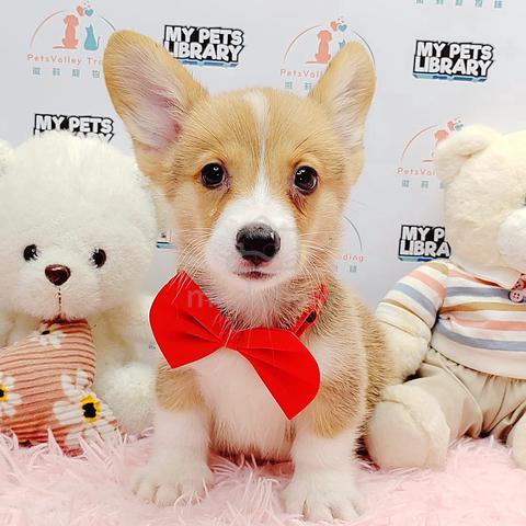 Carousel Image Selected