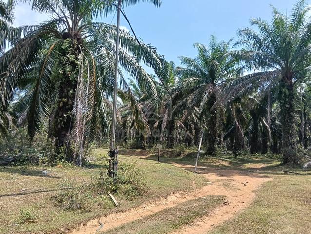 Terengganu Kuala Berang 261 Acre Freehold Oil Palm Land 67k / acre 1