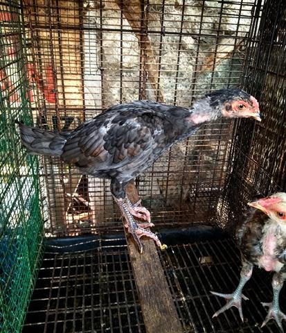 Ayam utk dijual - photo 2 of 4