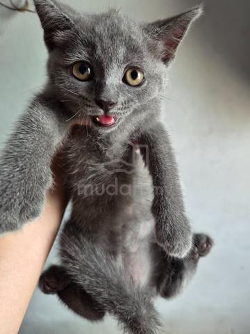Bsh Kitten - photo 4 of 5