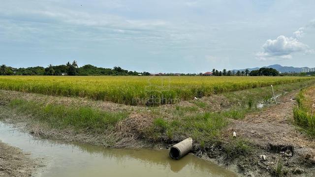 Tanah First Grade , Sawah Padi 1