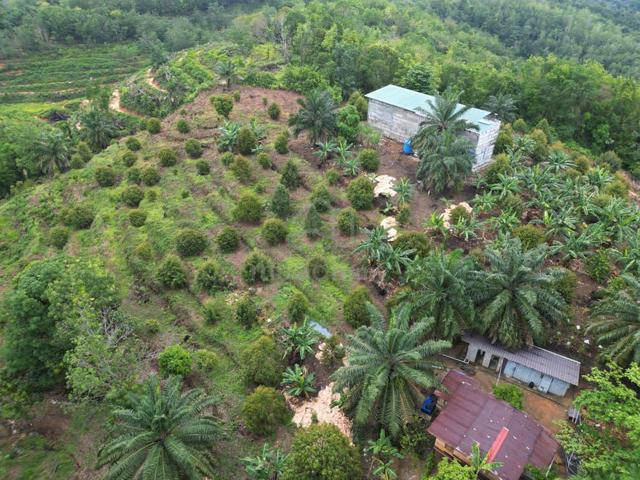 DURIAN FARM with Land FOR SALE 1