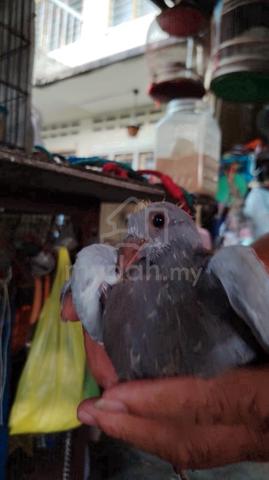 Carousel Image Selected