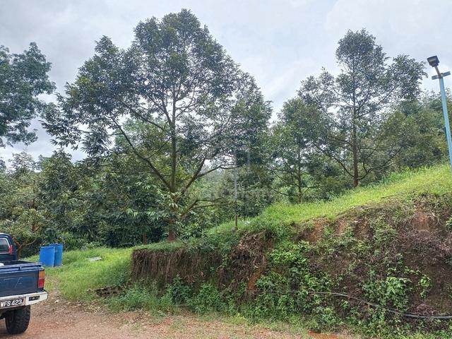 Kebun Durian Untuk Di Jual. 1