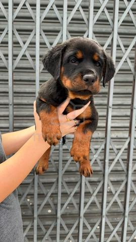 rottweiler - photo 4 of 5
