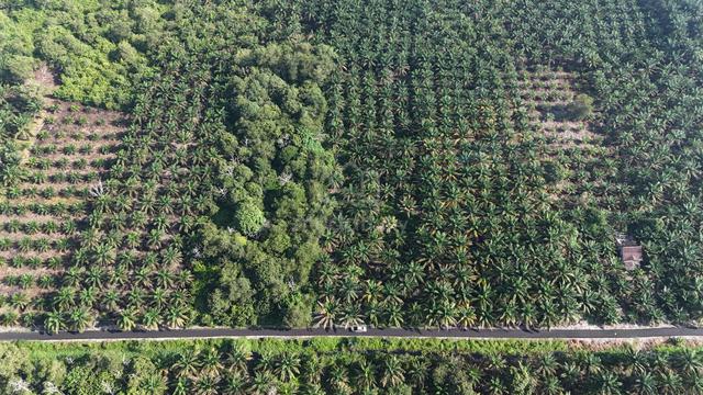 TANAH KEBUN 2 Ekar di Kg Bentong Dalam, Kluang [PALING MURAH] 5