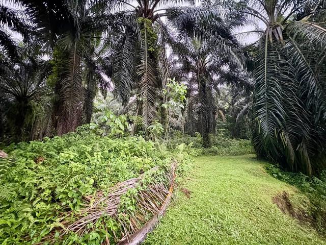 Kampung Bendang Nering,Batu Kurau 3