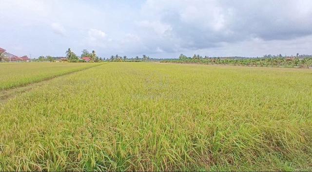 1.475 Ekar L/H Malay Reserve Tanah Sawah Pasir Panjang, Sabak Bernam 1
