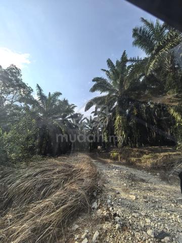 Kota Tinggi Lukut 5.89 Acre Oil Palm Land w Harvest near Town Rm7 psf 1