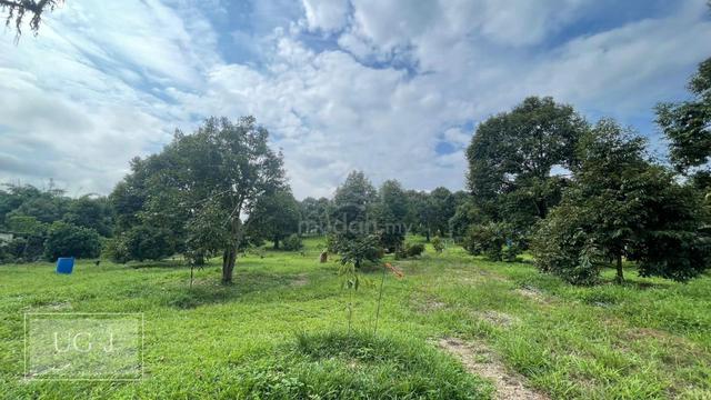 Karak Durian Farm, Musang King 150+ tree more than 12 - 27 years 1