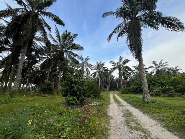 Perak Ayer Tawar 5 Acres Oil Palm Land Freehold 3.9Km To Banks Shops 1