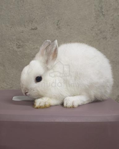 Netherland Dwarf ND mixed - photo 2 of 4