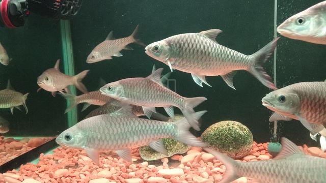 Koleksi Ikan Tempatan  - photo 2 of 6