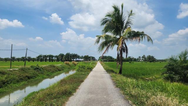 Tanah Semanggol Freehold | View Gunung & Sawah Padi 1