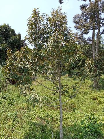 Agriculture Durian Land at Sabai Bentong, Pahang
