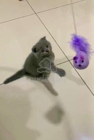 Bsh British Shorthair Blue Kitten Pets For Sale In Ayer Tawar Perak