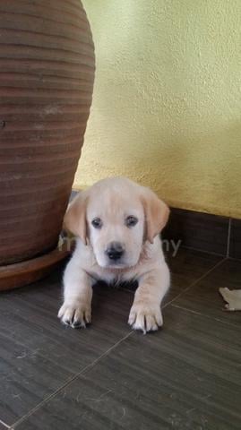 Carousel Image Selected