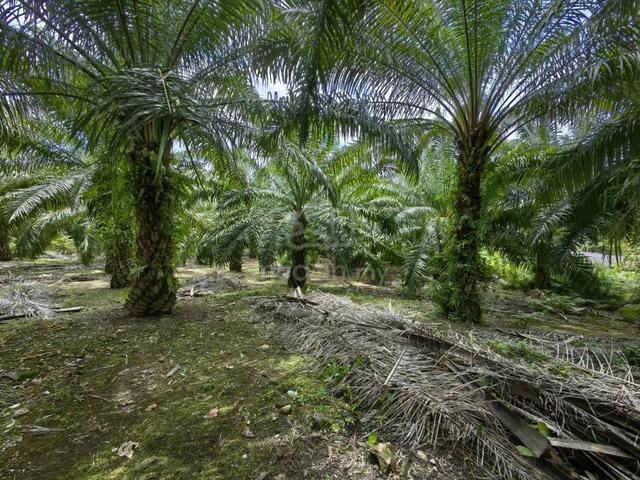 2.5 Acres Freehold Oil Palm Facing Mainroad Benta Damak Jerantut 1