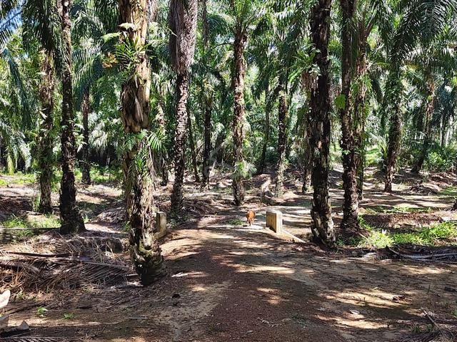 2 acre Agriculture  @ Jln Kampong Tehel, Ayer Panas, Jasin, Melaka 1