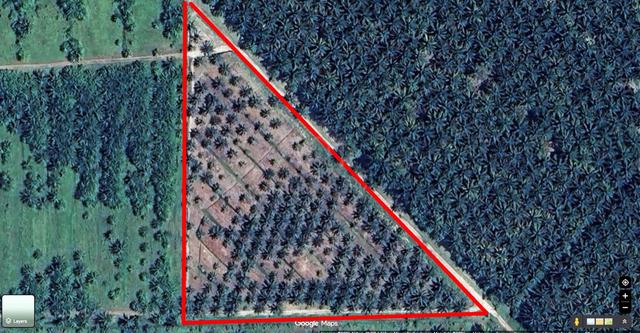Freehold Agriculture Land Oil Palm Changkat Jong Langkap Teluk Intan 1