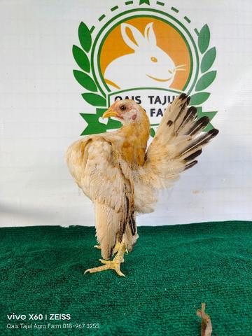 Ayam Katik - Pets for sale in Klang, Selangor