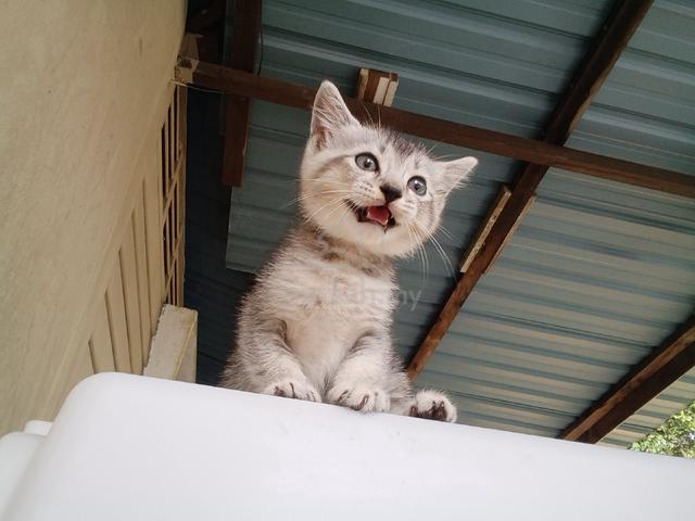 BSH KITTEN GRAY (Jantan) - photo 2 of 6