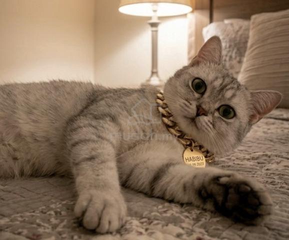 Kucing British Shorthair - photo 5 of 6