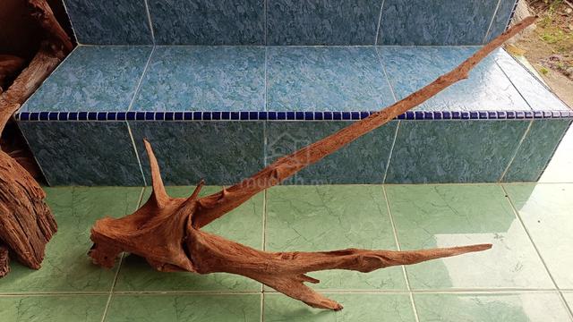 kayu hiasan aquarium tank Discus cun - photo 3 of 4